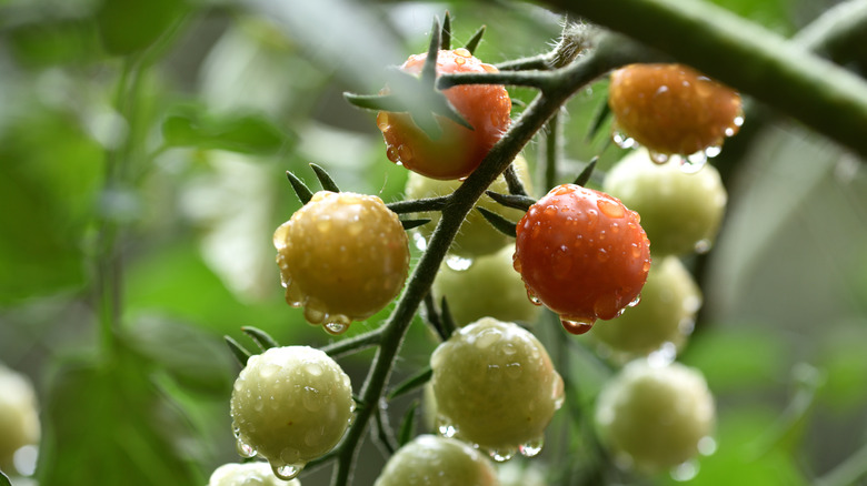 Cherry tomatoes covered in water