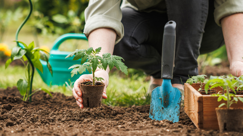 Person putting small tomato plant in the ground