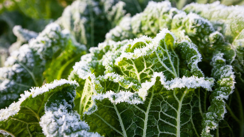 frost covering growing vegetables