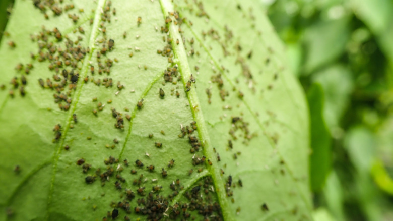 Aphids on the underside of a leaf