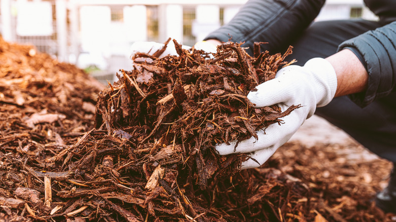 hands handling pile of mulch