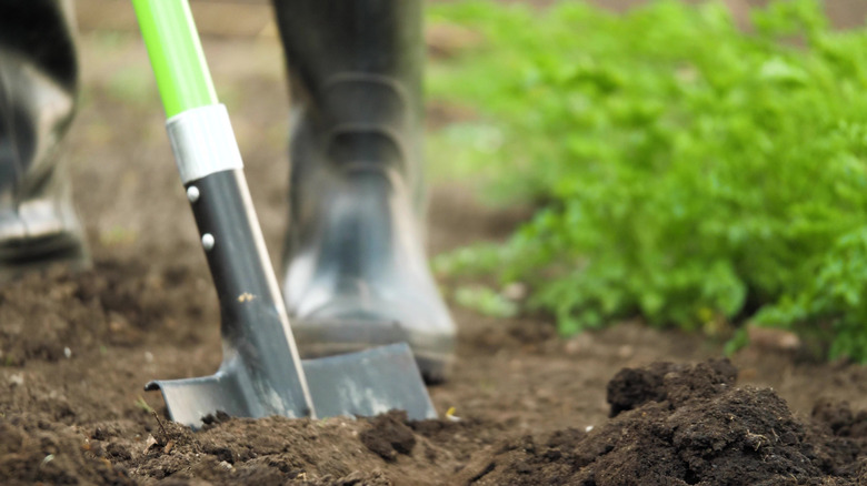 Person using shovel in garden