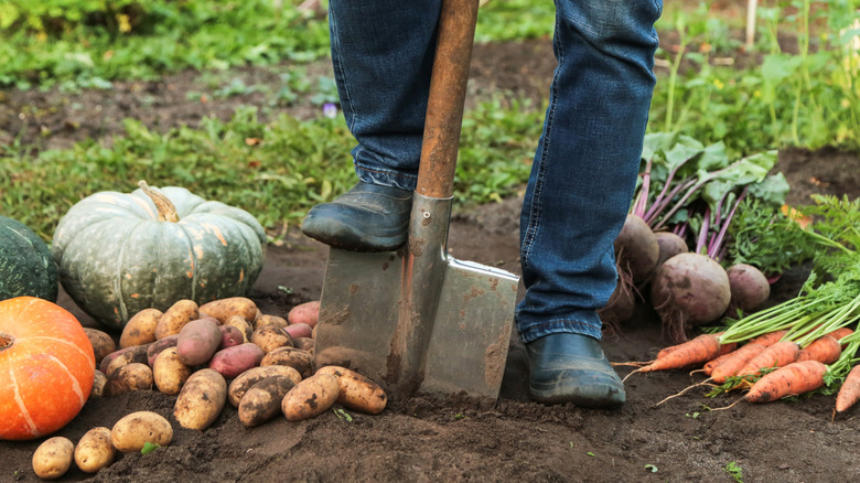 person digging into soil surrounded by seasonal vegetables