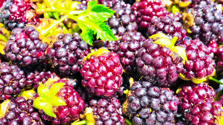 closeup of ripe boysenberries
