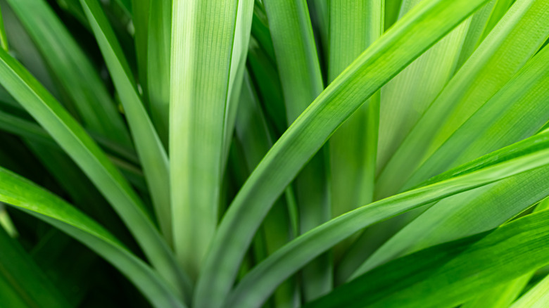 vibrant green pandan plant