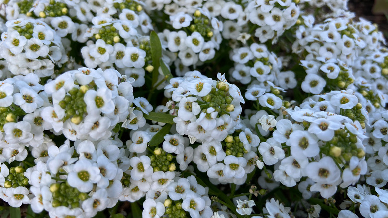 clouds of alyssum flowers growing on stalks