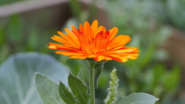 brilliant orange calendula flower on stalk