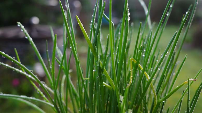 chive stems growing in bunch