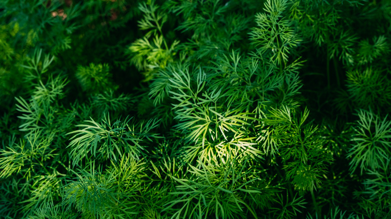 close up of dill growing in garden