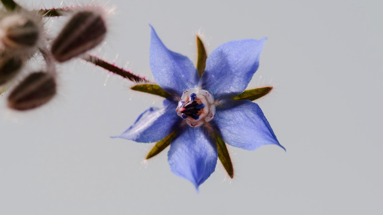 borage flower against white background