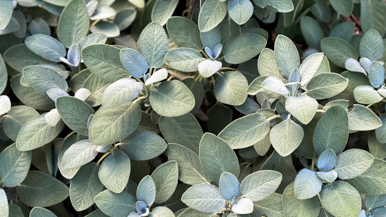 common sage overhead view