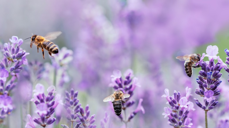 lavender stalks and honeybees against light background