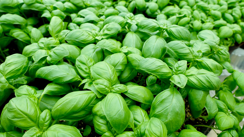 thickly growing basil plants