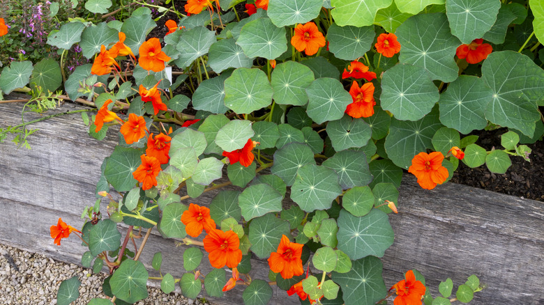 nasturtiums spilling over the edge of a garden bed
