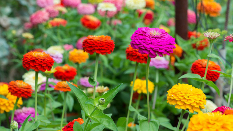 masses of different colored zinnia flowers
