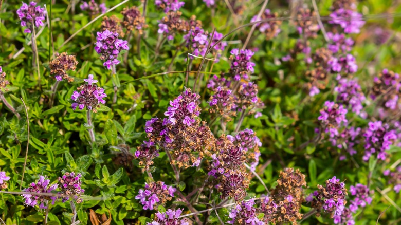 thyme plants with purple blossoms
