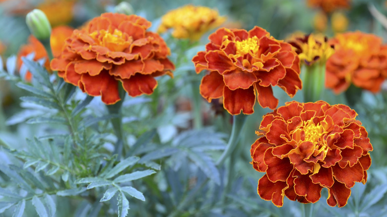 reddish orange French marigolds
