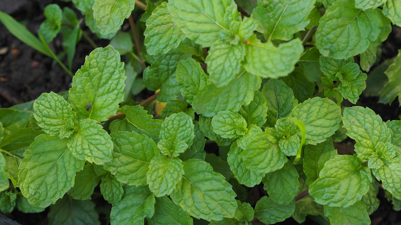 peppermint leaves from above