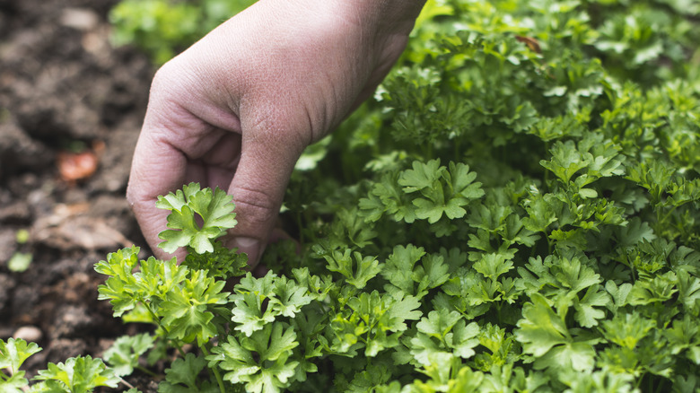 hand reaching into garden bed of parsley