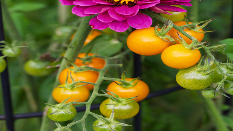 tomatoes and zinnia growing together in bed