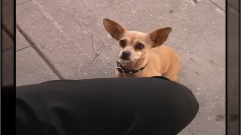 The Taco Bell chihuahua stares intently while sitting next to a man's leg
