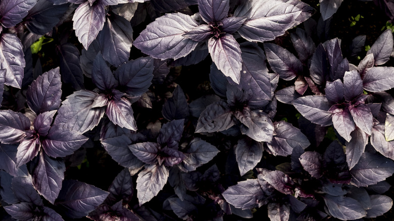 purple basil growing thickly in garden