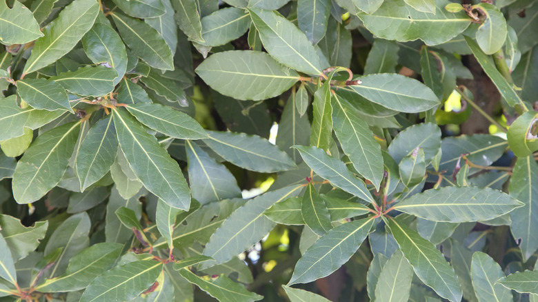 culinary bay leaves