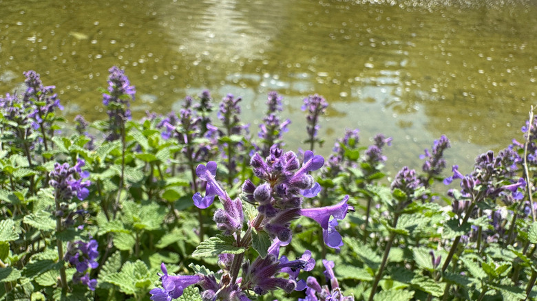 catnip blossoms against watery background