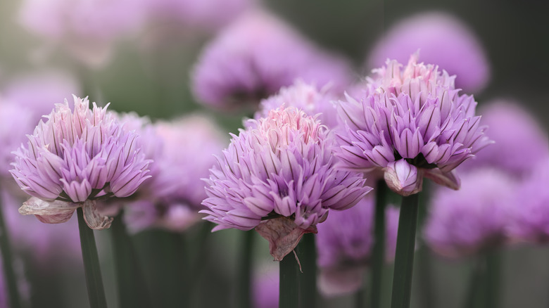 closeup shots of purple chive flowers