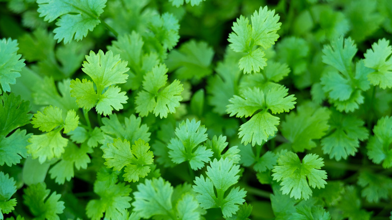 cilantro leaves from overhead