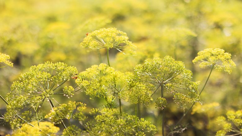 yellow flowering dill growing in field