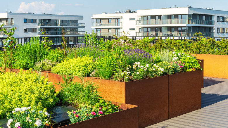 rooftop herb garden in summer