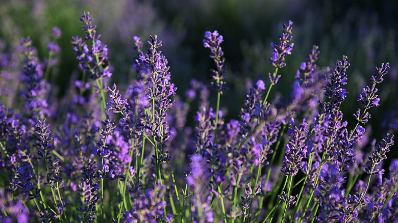 stalks of lavender flowers growing on bush