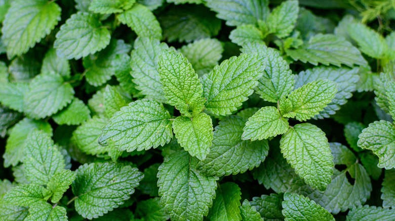 lemon balm leaves that look like mint
