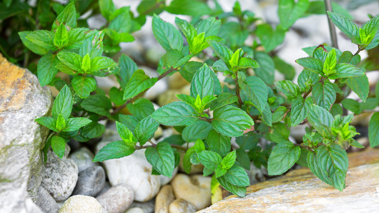 mint leaves growing against rocky background
