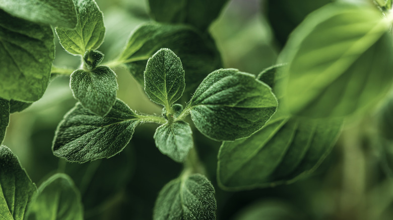 closeup shot of oregano plant