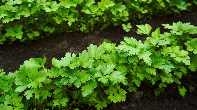 parsley plants growing in rows