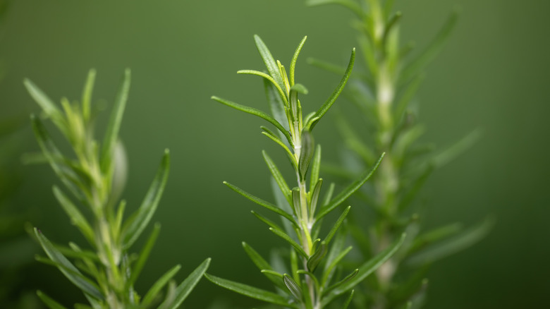 closeup shot of rosemary sprigs on green background