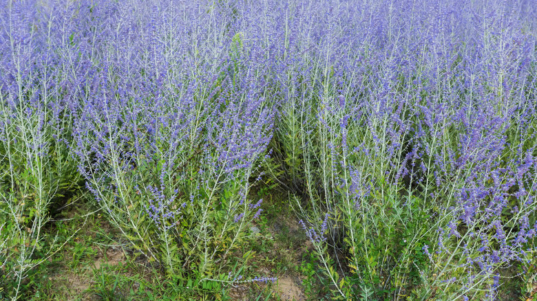 bushes with spiky blue sage flowers on top