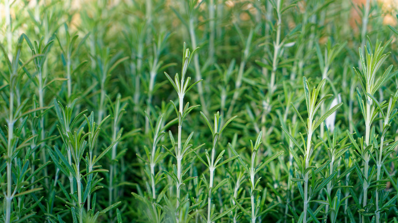 green tarragon stalks growing in garden