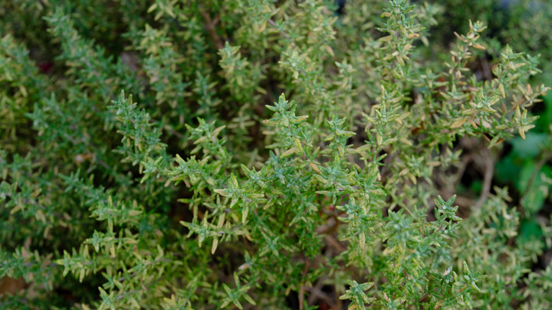 thyme springs from overhead