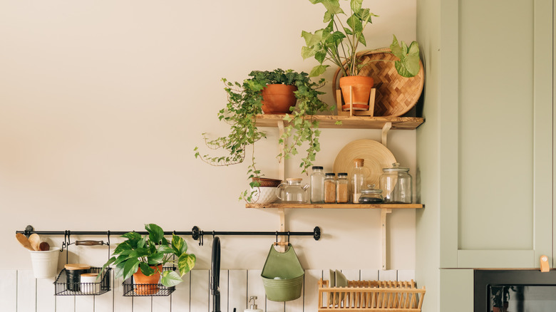 Kitchen with lots of plants with vines trailing everywhere