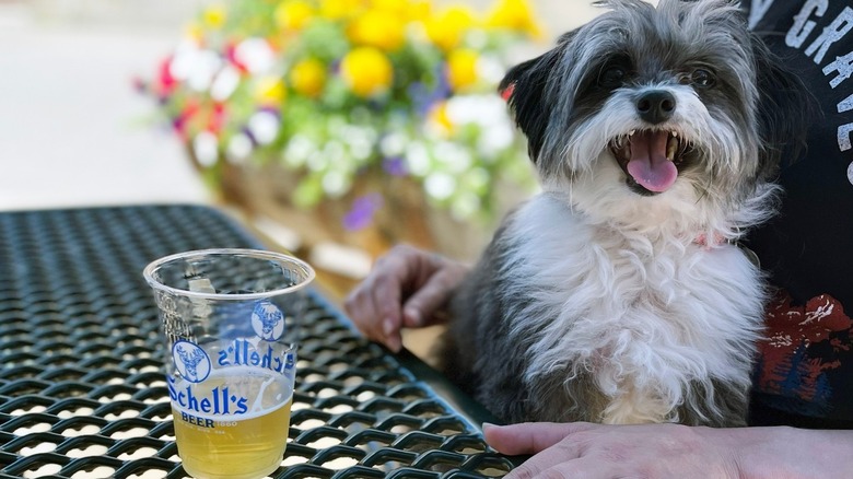 A person drinking beer at Schell's Biergarten outdoors with their dog
