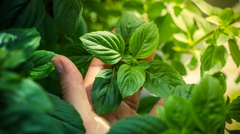 hand holding basil plant