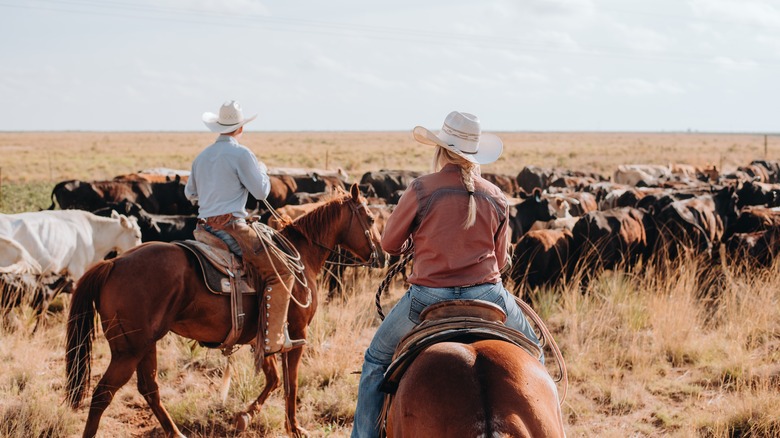 people on horseback guiding cows on ranch