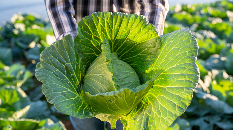 Person holding large head of cabbage