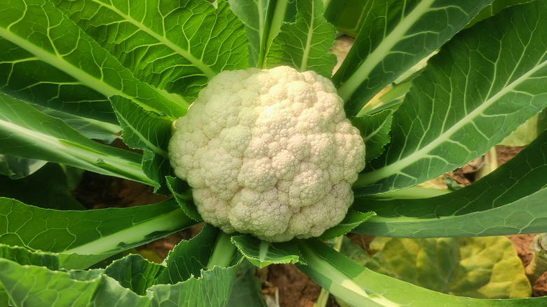 Cauliflower head growing in leaves