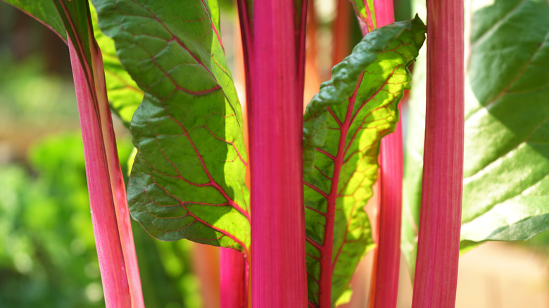 Bright red Swiss chard stems