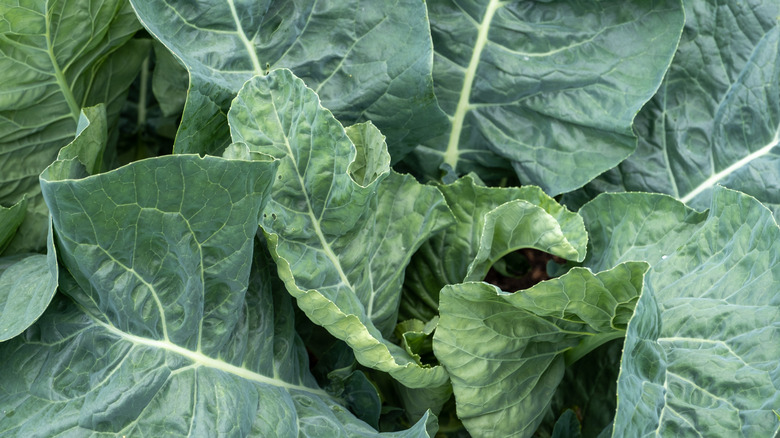 Collard greens growing in ground