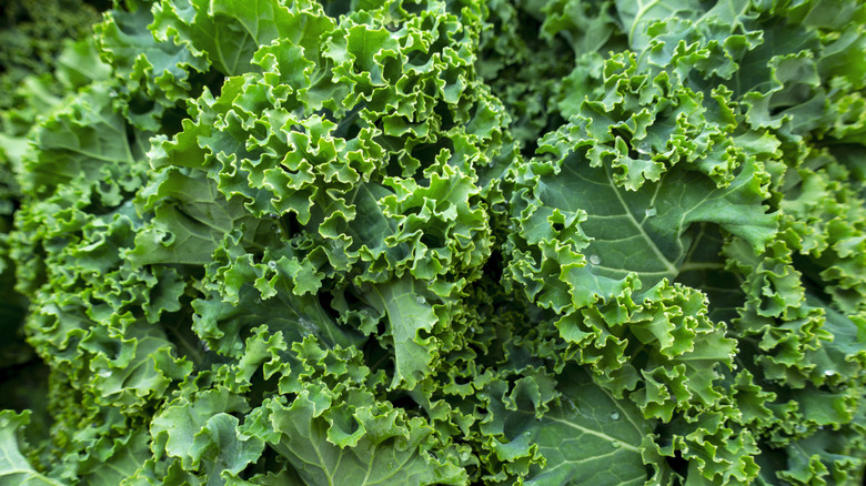 Curly green kale close-up